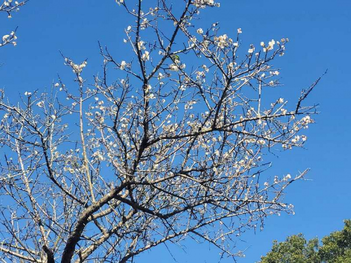 嘉義梅山公園上千株梅花7日已開滿5成，未來2週是最佳賞梅時機。（梅山鄉公所提供）