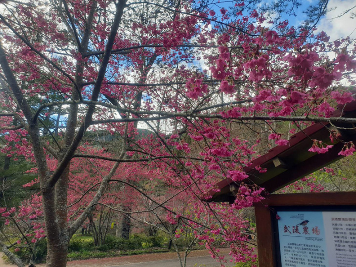 武陵農場副場長胡發韜22日表示，農場入口花園處的河津櫻已經開花，民眾可以在櫻花季正式登場之前，先來欣賞，避開櫻花季的大量人潮。（武陵農場提供）