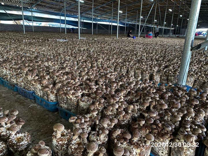 台中市農業局統計，台中市香菇栽培數量全年約1億包，產量約2393公噸，居全台之冠。（台中市農業局提供）