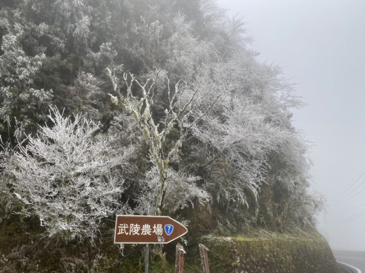 位於宜蘭縣與台中縣交界處的思源埡口省道台7甲線路段，12日清晨受強烈大陸冷氣團南下影響，樹枝上結滿了霧淞，一片雪白。（民眾沈張鴻提供）