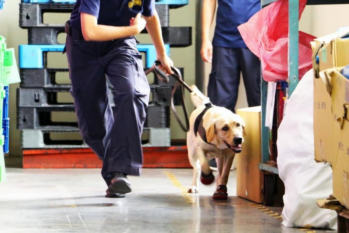緝毒犬幼犬於企業廠房中，訓練熟悉未來執勤場景。（財政部關務署緝毒犬培訓中心提供）