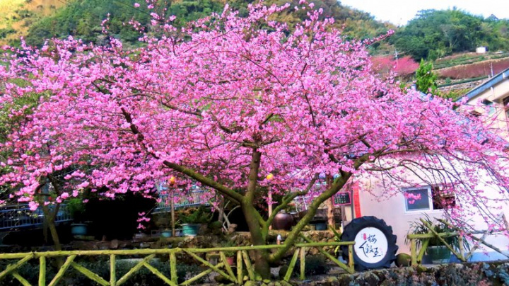媲美阿里山森林遊樂區「櫻王」的嘉義縣梅山鄉太和村樟樹湖「櫻穀王」河津櫻近日盛開，1月中旬是最佳觀賞時機。（蘇家弘提供） (圖：中央社)