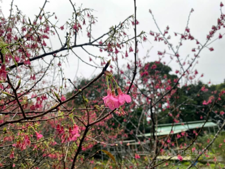 新北市石碇區碇格路旁的粉紅色櫻花28日開滿枝頭，妝點山間小徑，農曆春節前後，適合民眾郊遊踏青。