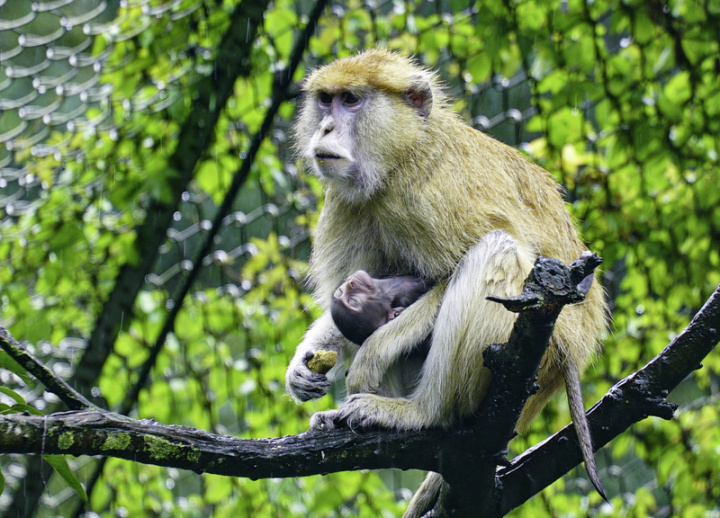 台北市立動物園23日表示，非洲動物區紅猴家族「男道」與「星濡」夫妻檔十分恩愛，日前產下園內第一隻壬寅虎年的寶寶，母子均安。（台北市立動物園提供）