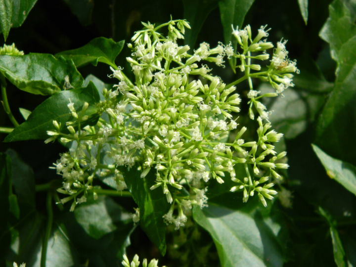 原生於中南美洲的小花蔓澤蘭（圖）分布南投縣海拔1200公尺以下山坡地、林班地、廢耕地、荒廢檳榔園等，為避免威脅本土生態及景觀，南投林管處、南投縣政府民國110年防治面積共達259.04公頃。（南投林管處提供）