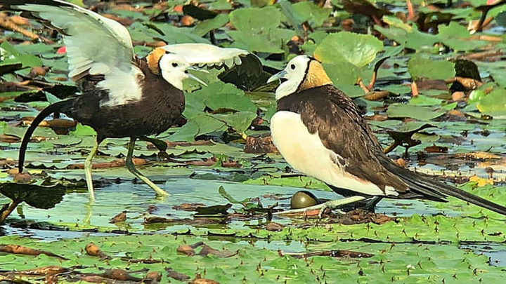 由劉孝伸和黃淑玫夫婦在2017年租下美濃湖畔1甲地，召集朋友當「雉工」一起整地、移除外來種，成功把每年都會到美濃度冬的水雉留下來繁殖。（黃淑玫提供）