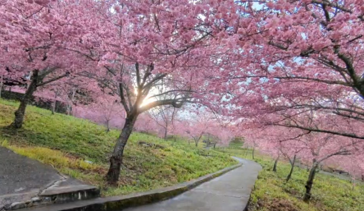 全台瘋賞櫻，號稱全台最晚賞櫻景點的福壽山農場，千櫻園內櫻花大爆發，自2月中持續盛開到二二八連假結束。 （福壽山農場提供）