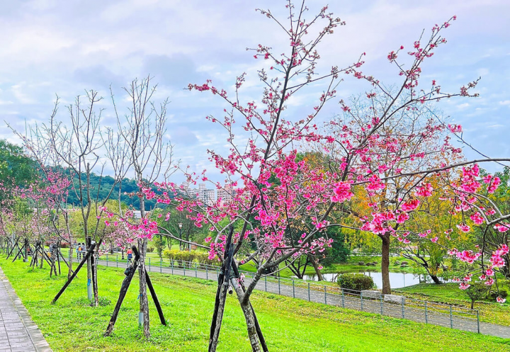 新北市水利局表示，新店陽光運動園區（陽光公園入口至溪洲公園）種有來自日本伊豆半島河津町的河津櫻花，粉紅花朵近期陸續綻放，目前開花5至6成，預估花期可至3月中，是民眾春遊賞櫻好去處。（新北市水利局提供）