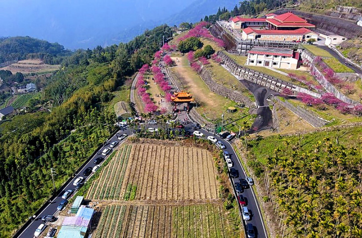 嘉義縣番路鄉彌陀禪寺櫻花正值盛開，12日適逢週末假日，吸引不少民眾前往賞花，也讓嘉130線道路上擠滿車輛。（民眾提供）