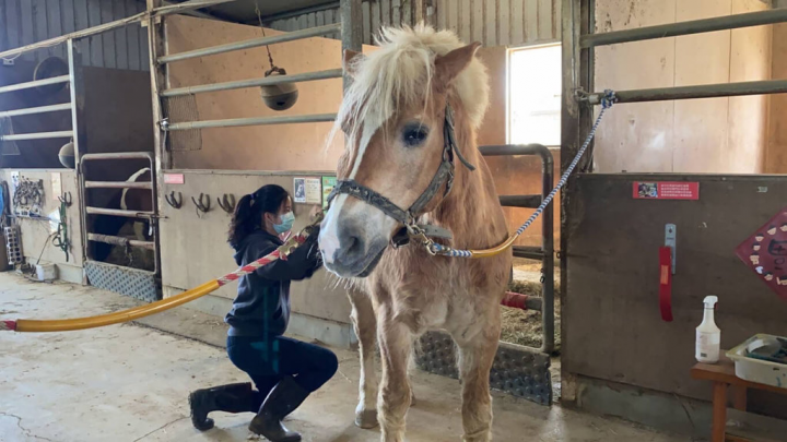 國立中興大學獸醫系學生鍾宇柔高中時到馬場實習，探索自我，確認自己喜歡獸醫這個職業。（中興大學提供）