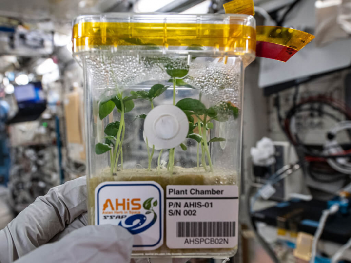 「亞洲種子送上太空計畫」主要是由7國共14種作物的種子，一起運送貯放在國際太空站的希望號（Kibo）實驗艙，種子經外太空旅行7個月返回地球。其中日本的甜羅勒由日本太空人野口在希望號實驗艙種植一個月，記錄拍攝其生長情況。（台東縣政府提供）