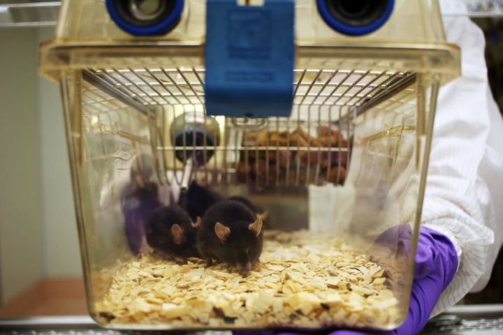 飼育員就像醫院的護理師，每天會巡視一籠籠實驗動物，觀察並記錄小鼠的飲食情形，若動物健康有疑慮時，也會通報獸醫師。（國研院國家實驗動物中心提供）