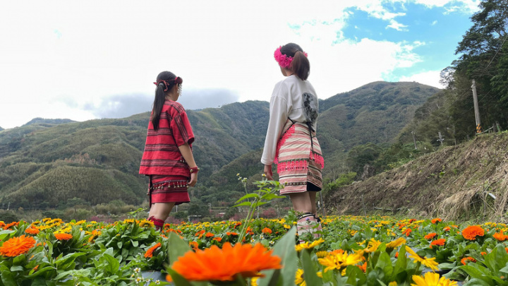 新竹縣政府23日指出，尖石鄉那羅部落也被稱為「黃金香草部落」，部落中種有約3公頃金盞花田，目前已有部分開花，3月花期將至，歡迎民眾造訪賞花。（新竹縣政府提供）