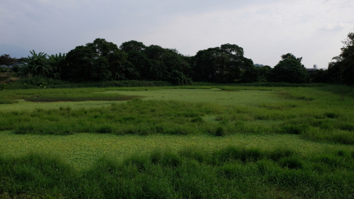 高雄美濃畔有1甲民間自發整理的濕地，由劉孝伸和黃淑玫夫婦自2017年租下，召集朋友當一起整地，盼把每年都會到美濃度冬的水雉留下來繁殖。