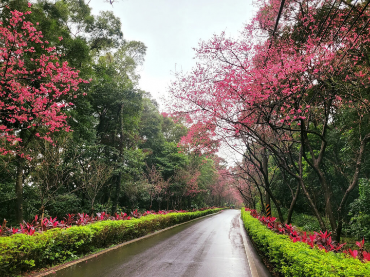 新北市政府綠美化環境景觀處長林俊德16日表示，烏來勇士廣場及淡水滬尾櫻花大道（圖）、三芝青山路、金山櫻花公園，還有鶯歌永吉公園、林口竹林山寺的櫻花陸續綻放，目前約開花3成，預計花期可持續至2月底、3月初。（新北市綠美化環境景觀處提供）