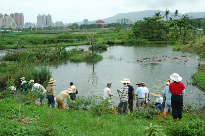 台灣濕地保護聯盟工作人員與志工隊，協力打造水雉棲息環境，建構深淺不一、多樣化的濕地空間。（台灣濕地保護聯盟提供）