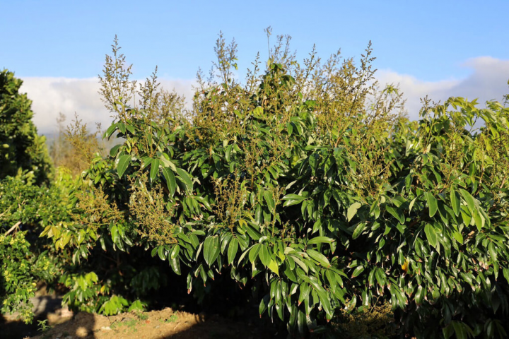 屏東縣恆春鎮玉荷包荔枝新梢期遇連續性降雨，無法開花結果，農委會15日核定恆春玉荷包納入天然災害現金救助及低利貸款地區。（周春米服務處提供）