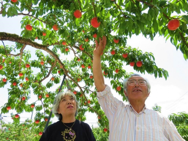 A couple of fruit growers shows the peaches they grow in Japan's Fukushima Prefecture. CNA photo Feb. 9, 2022