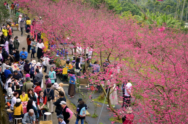 嘉義縣番路鄉半天岩櫻花園百株八重櫻近日盛開，園 主免費開放民眾遊賞。