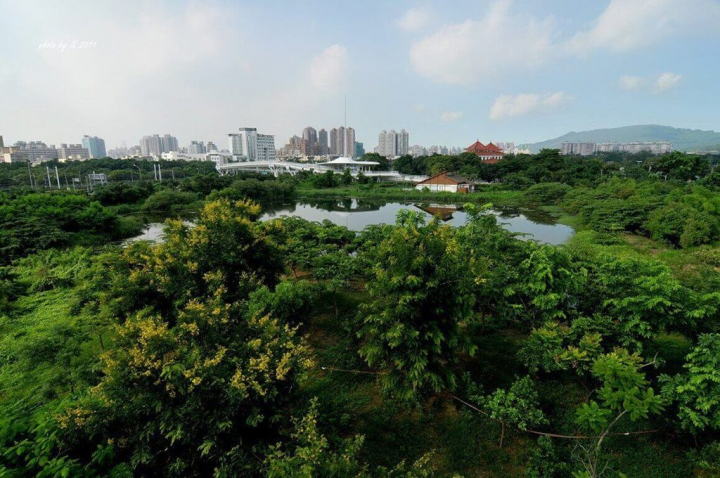 為了供水雉棲息，濕地保護聯盟與高市府合作，在高雄左營區的繁忙地帶，打造一片以生態為主的濕地公園「洲仔濕地」。（台灣濕地保護聯盟提供）