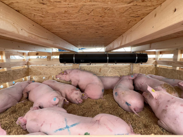 中華民國僑務諮詢委員呂秀男看好菲律賓養豬業前景，引進丹麥技術興建現代化養豬場，進口近千頭丹麥種豬9日運抵馬尼拉，並送到位於巴丹省的養豬場。（呂秀男提供）