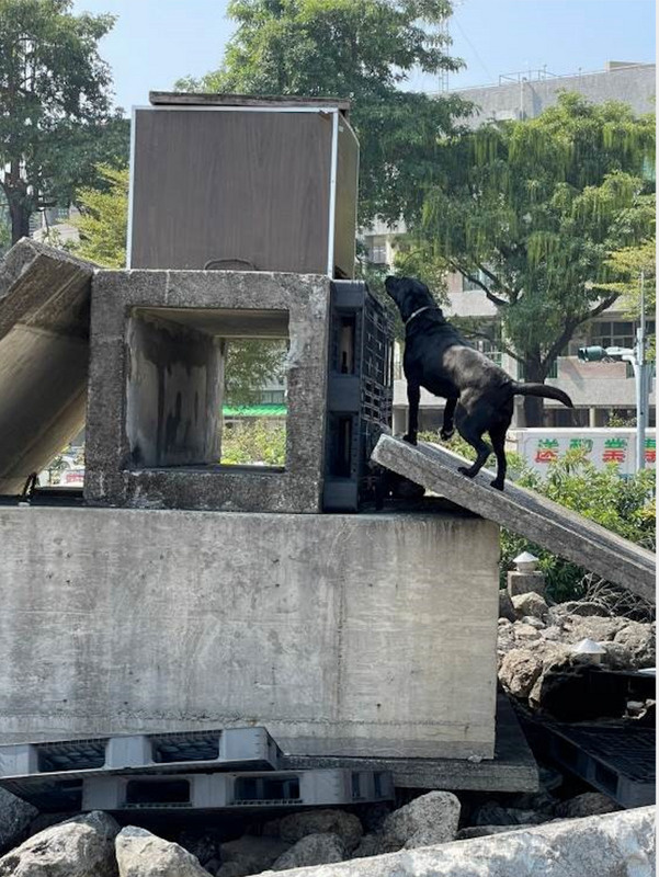 有鑑消防人員優良工作幼犬取得不易，岡山獅子會找到2隻擁有日本優良狼犬基因的幼犬，捐贈給高雄市消防局，圖為高雄市消防局搜救犬實際演練情形。（高市消防局提供）