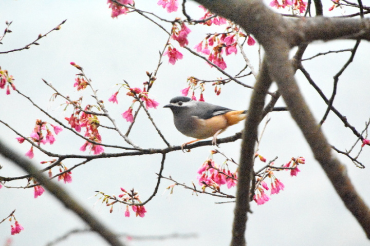 新北市土城太極嶺19日櫻花盛開，花朵妝點山頭，在薄霧籠罩下更顯嬌嫩氣息，不少鳥類穿越枝頭。