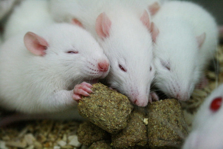 實驗動物的飼料通常是計算好營養成分的粒狀飼料，容易餵食和保存，但也不能任意換菜單，避免成為實驗的不可控制因素，圖為在吃飼料的大鼠們。（國研院國家實驗動物中心提供）