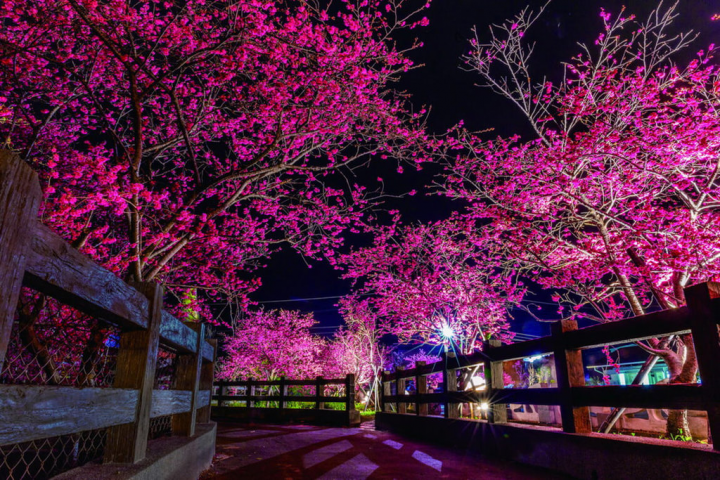 泰安櫻花季開跑，美麗的櫻花搭配派出所日式建築別具風情，白天、夜晚都能賞櫻。（台中市政府提供）