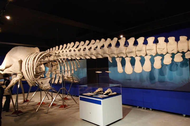 國立成功大學在安南校區設立的南瀛海洋保育教育中心20日揭牌，展場懸掛全台現存體型最大抹香鯨骨骼標本，也是全球知名的「抹香鯨氣爆」事件主角。