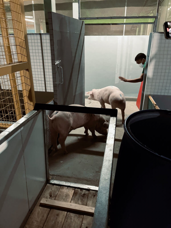  中華民國僑務諮詢委員呂秀男看好菲律賓養豬業前景，引進丹麥技術興建現代化養豬場，進口近千頭丹麥種豬9日運抵菲律賓，當天入住位於巴丹省的養豬場。（呂秀男提供）