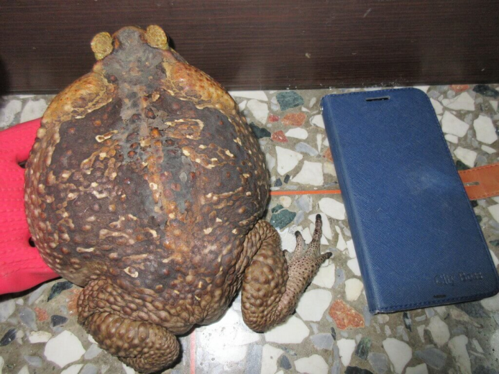 南投縣草屯鎮發現入侵種海蟾蜍現蹤，目前分布熱點仍在草屯，林務局與學界、保育志工持續作業，盼於3月繁殖季前大量移除野外個體，減少擴散。（保育志工曾梨棉提供）