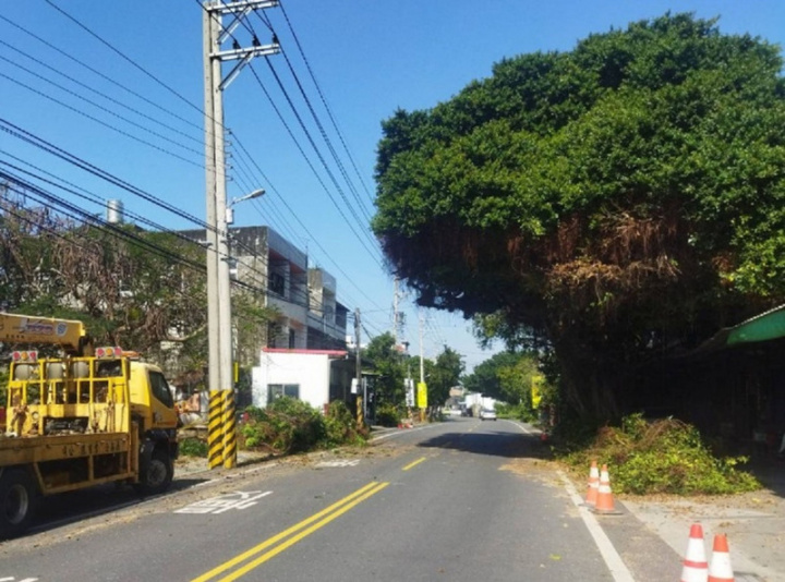 彰化縣埔鹽鄉員鹿路3段一棵「安全帽樹」2021年底意外爆紅，不過日前被發現已修剪，形貌從安全帽樹變得像埔鹽鄉重要農作物花椰菜。居民說，歡迎遊客繼續來拍照，順手買花椰菜、菜乾等地方農產。（彰化縣政府提供）