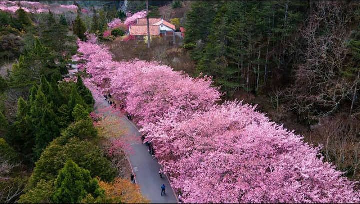 連日低溫，有助延長櫻花花期，武陵農場內櫻花盛開成浪漫的櫻花河流，相當吸睛，目前花況滿開，預估花期到21、22日。 （武陵農場提供）