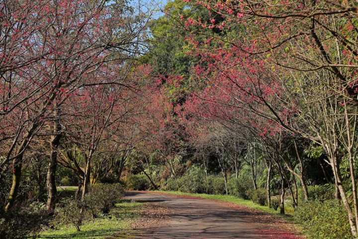 新北市政府綠美化環境景觀處19日表示，石碇區二格路櫻花盛開，桃紅色的山櫻花夾道成林，有如步入仙境般美麗。（新北市綠美化環境景觀處提供）
