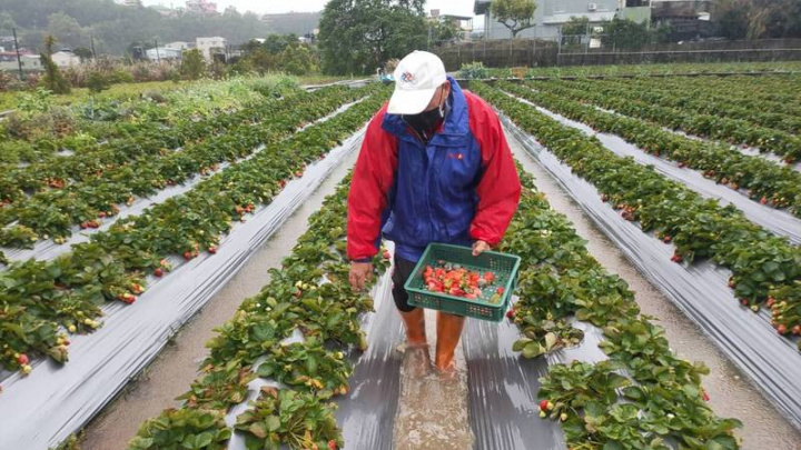 大湖農民陳伸陽冒雨採收草莓，發現超過一半以上的果實都出現水傷，損失嚴重。（民眾提供）