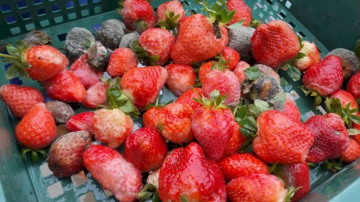 苗栗縣大湖草莓目前正值2期花結果季節，但連日降雨導致草莓遭受水傷，不少果實由紅翻黑。（民眾提供）