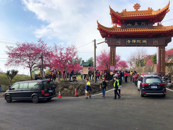 櫻花季報到，位於嘉義縣番路鄉的彌陀禪寺花開燦爛，12日適逢週休假期，吸引不少民眾驅車前往，警方動員在寺前指揮交通。（嘉義縣警察局交通隊提供）
