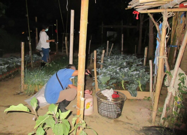 南投縣草屯鎮發現入侵種海蟾蜍現蹤，林務局與國立東華大學自然資源與環境學系副教授楊懿如團隊、特有生物研究保育中心、台灣兩棲類動物保育協會、御史社區發展協會持續移除作業。（保育志工曾梨棉提供）