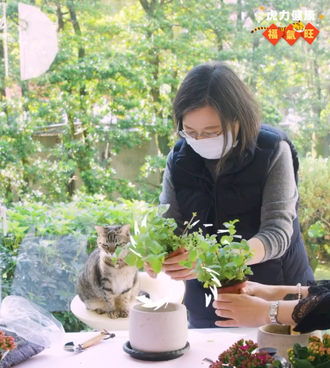 蔡英文總統3日在社群網站Instagram上傳親自幫薄荷盆栽換盆的影片，在過年期間玩園藝，並鼓勵大家力挺花卉產業。(圖截自蔡英文IG影片)