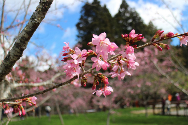 嘉義林管處25日表示，雖然3月10日阿里山花季才正式開始，但近期阿里山森林遊樂區內的山櫻花、阿龜櫻、唐實櫻（圖）已盛開。（嘉義林管處提供）
