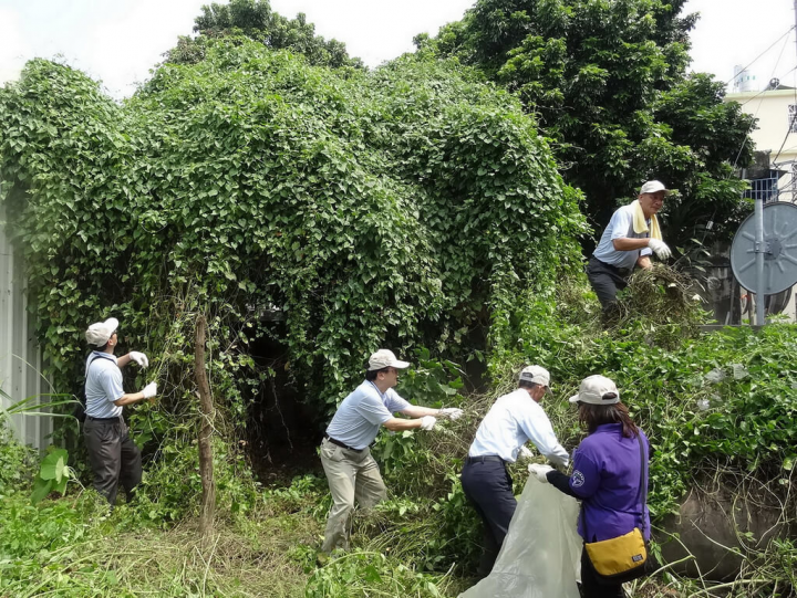  原生於中南美洲的小花蔓澤蘭分布南投縣海拔1200公尺以下山坡地、林班地、廢耕地、荒廢檳榔園等，防治方法分為機械防除、藥劑防除，目前以機械防除（人工拔蔓）為主。圖為多人除蔓。（南投林管處提供）