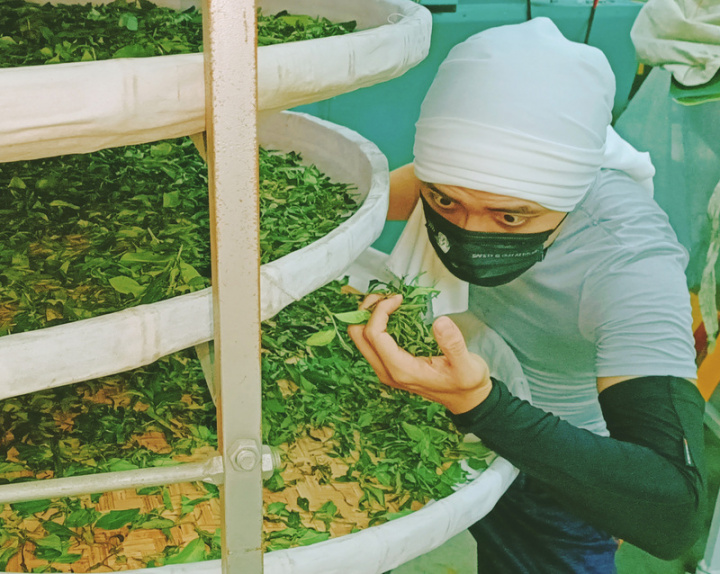 製茶職人張家齊以獨特風味東方美人茶，獲多個國際 獎項，他說，從茶葉採摘，每步驟都可能影響茶的風味、滋味與香氣，製茶期間常閉關修煉，悟出更深技法。（張家齊提供） 