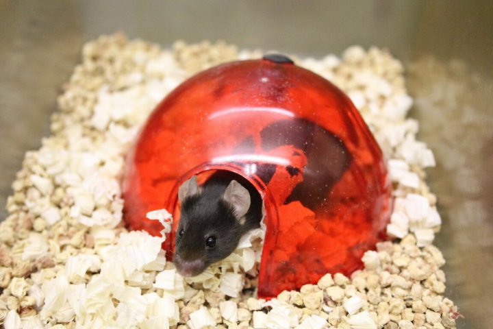 小鼠天性喜歡躲藏、穴居，飼育員也會提供鼠屋，透過環境的豐富化，彌補小鼠獨居時的社交匱乏。（國研院國家實驗動物中心提供）