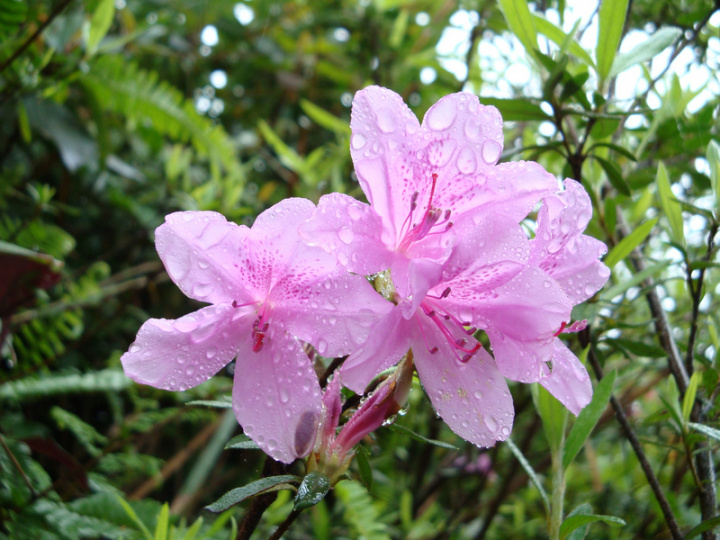 烏來杜鵑原本僅分布於台灣北部北勢溪流域一帶，為台灣15種杜鵑屬植物中分布最狹隘、族群數量最少的一支，近年復育有成。（新北市政府農業局提供）