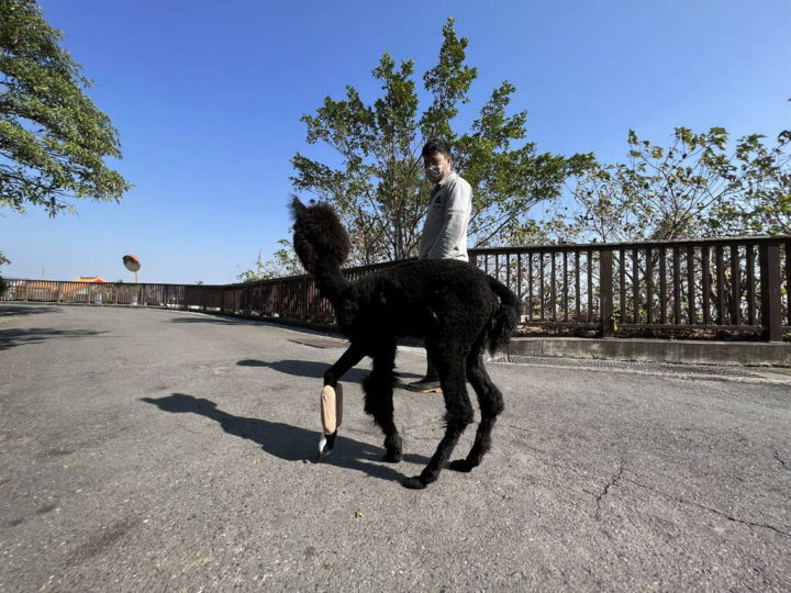 壽山動物園羊駝歐露露因骨折開刀治療，歷經2個多月隔離照顧，並在保育員陪伴復健下，逐漸康復，重回母親身邊。（高雄市觀光局提供）