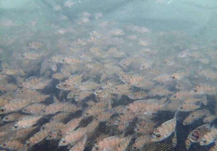 農業委員會水產試驗所澎湖海洋生物研究中心發布新聞指出，今年2月低溫寒害，澎湖海域漁業資源遭受衝擊，17日攜手台電在湖西白坑海域放流1萬尾嘉鱲魚苗，讓海洋漁業資源永續。（水試所澎湖研究中心提供）