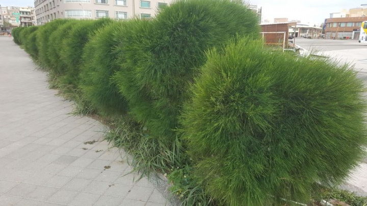 澎湖的風期長達130天以上，東北季風更挾帶「鹽水湮」，空氣中鹽分高，嚴重影響農作物的生產與景觀，澎湖縣政府將推廣以種植檉柳來充作防風林的農林混植模式，提供農作物安全屏障。