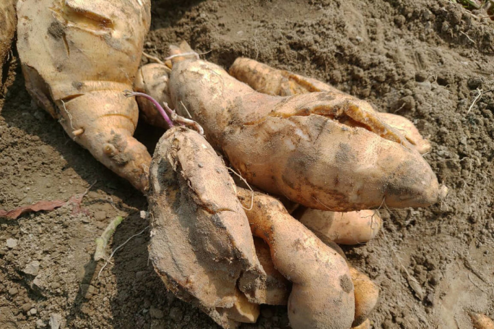 台南市農業局接獲新市區農民陳情，指稱栽種的甘藷（地瓜）疑因天然災害造成裂果嚴重，產量大減，6日會勘後認定損害程度達災損救助標準。（台南市農業局提供）