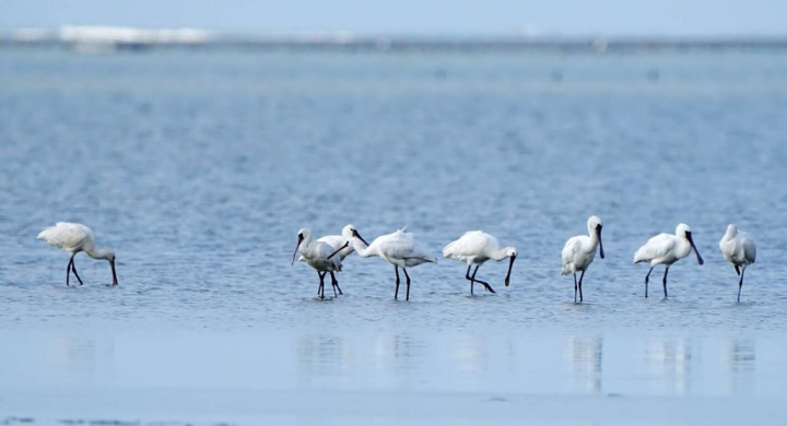 新竹市香山濕地賞蟹步道為北部賞蟹重要據點，因應漲潮步道暫時關閉，反而吸引大批北返候鳥停棲，讓賞蟹步道成為賞鳥好去處。（新竹市政府提供）